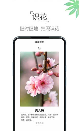 养花大全