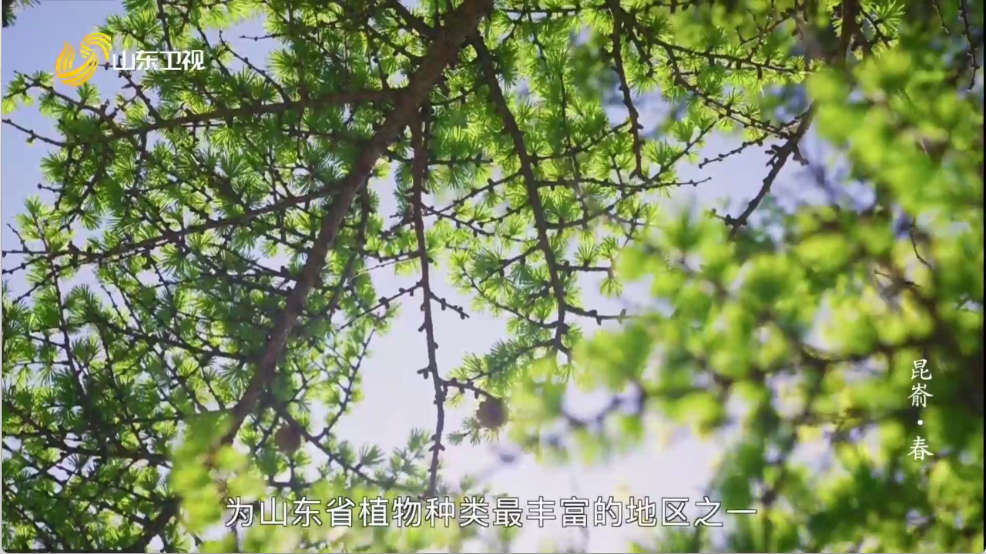 爱尚电视截图1