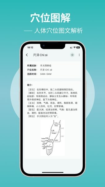 人体穴位图解截图1