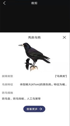 图音识鸟截图0