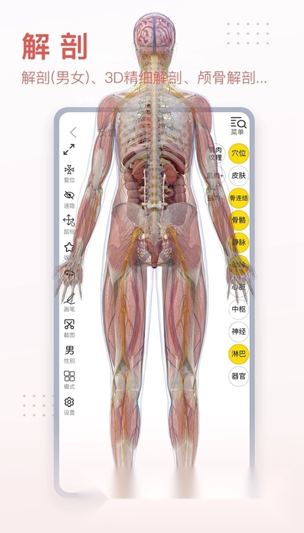 3Dbody解剖图手机版截图0