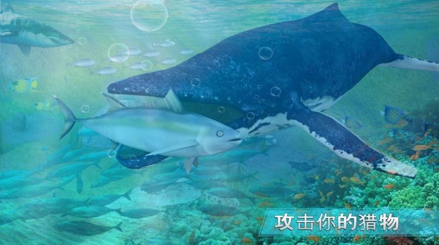 全民养鲸鱼截图2
