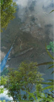 鱼池动态壁纸