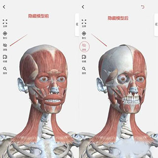 3dbody解剖免费版
