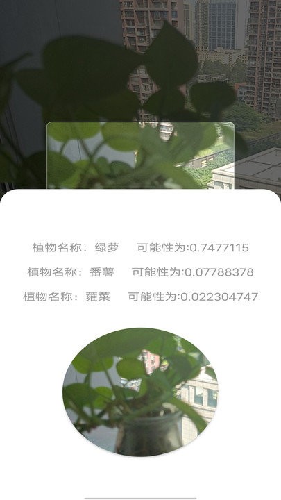 识别植物