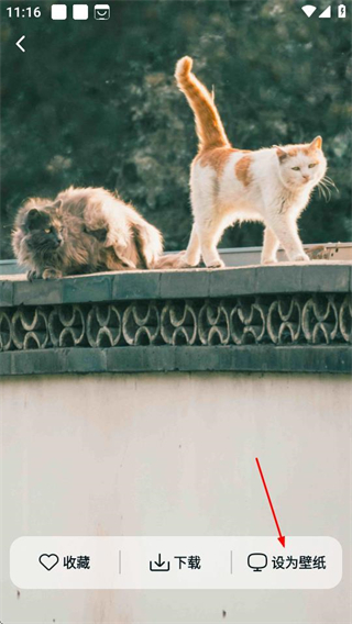 灵蝶壁纸