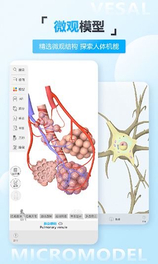 维萨里3D解剖截图1