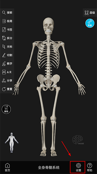 维萨里3D解剖