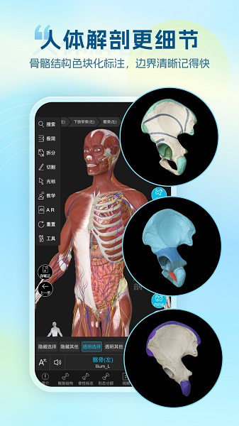 维萨里3D解剖截图2