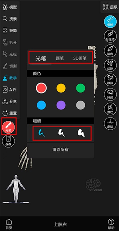 解剖大师
