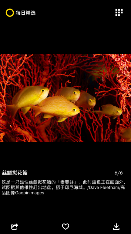 国家地理杂志截图2